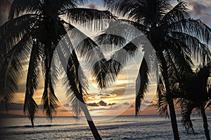 Sunset over Ocean with Palm Trees in Silhouette