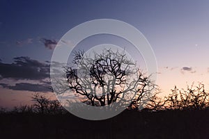 Sunset over the okavango delta in Botswana