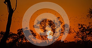 Sunset over the Okavango Delta in Botswana