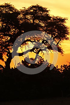 Sunset over the Okovango Delta photo