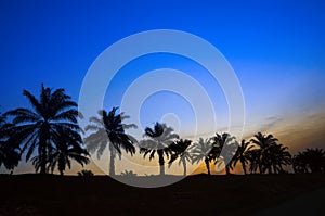 Sunset Over Palm Trees