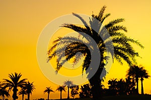 Sunset over palm trees on the golf course