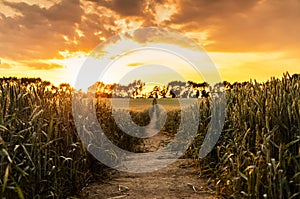 Sunset Over Path in a Field of Wheat or Barley Crops