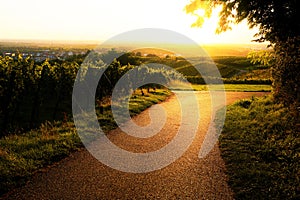 Sunset over a path in the vineyard