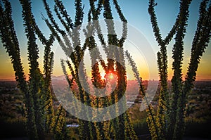 Sunset over Phoenix, Az with cactus tree photo