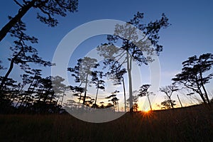 Sunset over pine forest