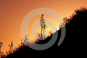 Sunset over plants in desert