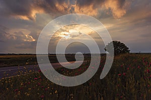 Sunset over the poppies field