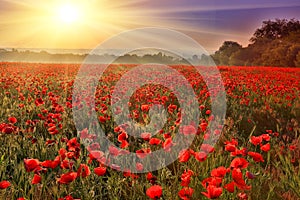 Sunset over poppy field