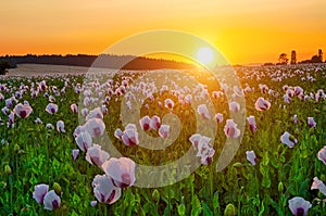 Sunset over poppy field