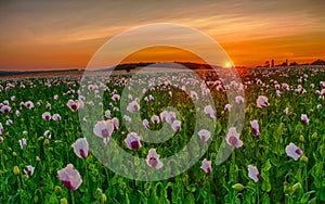 Sunset over poppy field