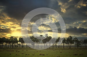 Sunset Over a Prairie of Palm Trees