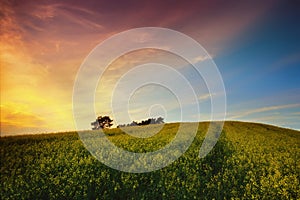 Sunset over rapeseed field