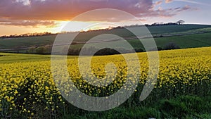 Sunset over rapeseed fields Modbury Devon uk