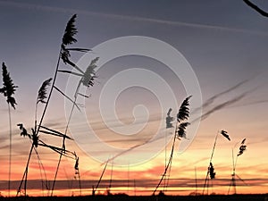 sunset over a reeds field