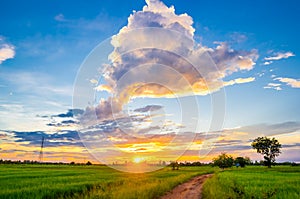 sunset over rice fields
