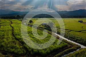 Sunset over the rice fields in Thailand