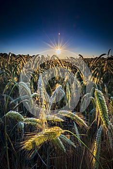 Sunset over a ripening wheat field in Northamptonshire