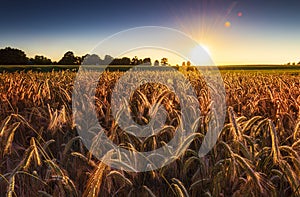 Sunset over a ripening wheat field in Northamptonshire