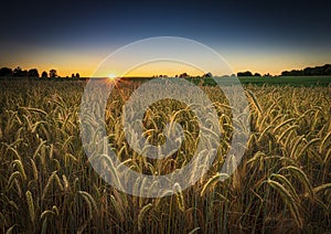 Sunset over a ripening wheat field in Northamptonshire