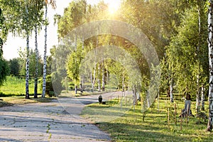 Sunset over the road. Sunrise in summer beautiful park. Bright sunny day in park. The sun  rays illuminate green grass and trees