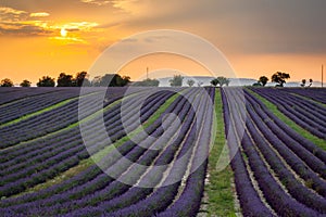 Sunset over rows of lavender near Valensole, Provence, France