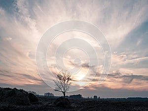 Sunset over a rural field, lonely tree