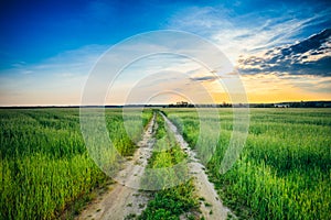 Sunset Over Rural Road In Green Summer Field