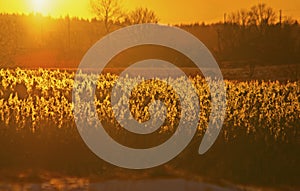 A sunset over the rushes