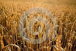 Sunset over a rye field with golden ears and cloudy sky. Wheat golden field