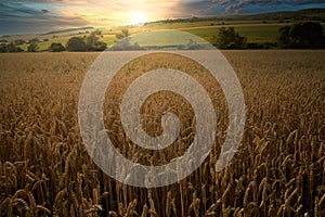 Sunset over a rye field with golden ears and cloudy sky. Wheat golden field