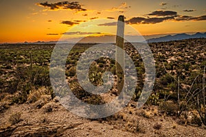 Sunset over Saguaro National Park