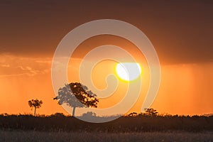 Sunset over the savanna Masai Mara. Kenya, Africa