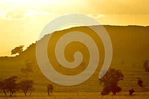 Sunset over the savanna