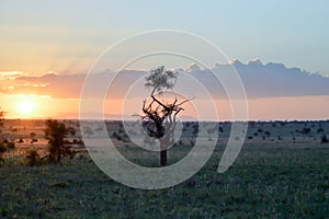 Sunset over the savanna