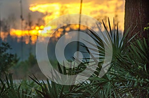 Sunset over Saw Palmetto in the Okefenokee Swamp