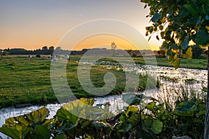 Sunset over the scenic countryside near Gouda, Holland with cows and it`s many canals.