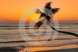 Coconut palm at sunset over tropical beach in Jamaica Caribbean island