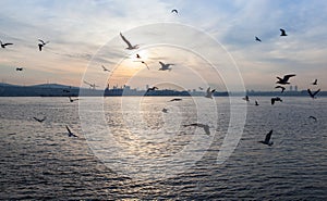 Sunset over the sea with seagulls