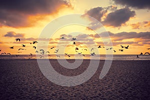 Sunset over the sea. Seagulls flying over the beach