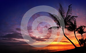 Sunset over the sea with tropical palm trees