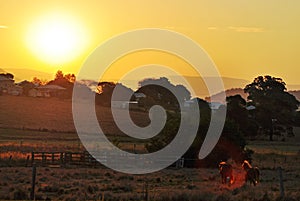 Sunset over small country town & horses in paddock