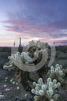 Sunset over Sonoran Desert and Cholla Cactus photo