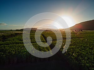 Sunset over  sugar cane field