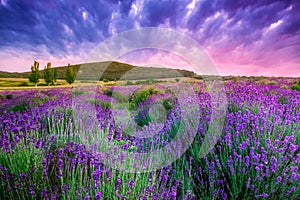 Atardecer través de verano lavanda en Hungría 