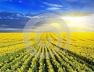 Sunset over the sunflower field