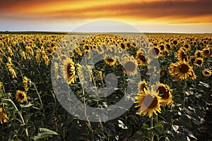 Sunset over a sunflower field with dramatic sky