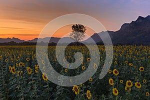 Sunset over sunflower full bloom field