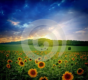 Sunset over sunflowers field