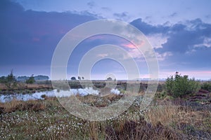 Sunset over swamp in summer